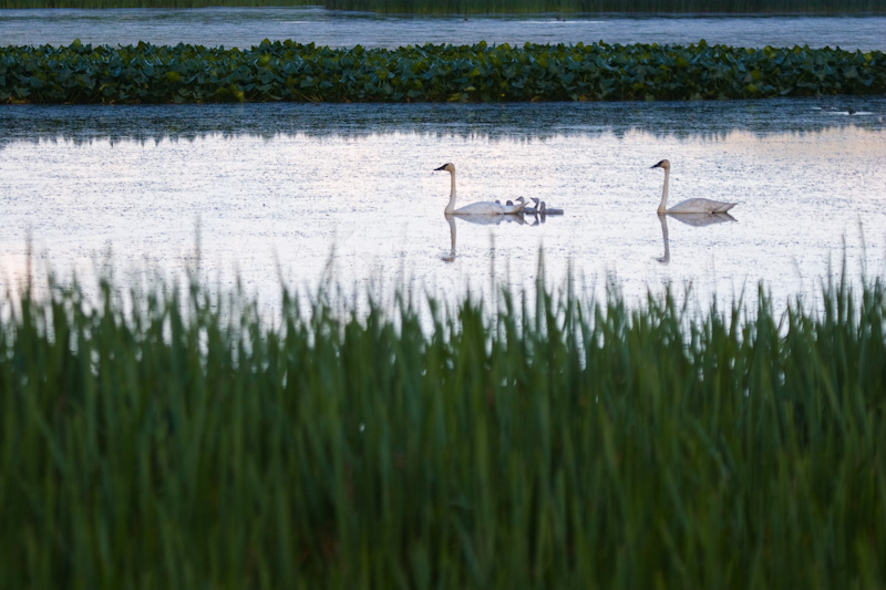 Trumpeter Swans And Cygnets